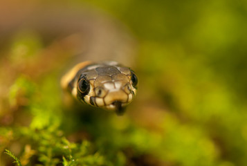 Grass snake