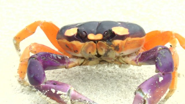 Halloween crab moving in the sand