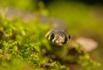 Grass snake