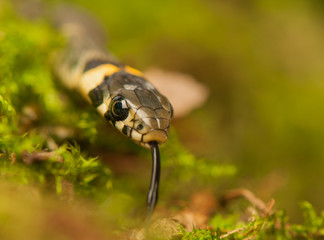Grass snake