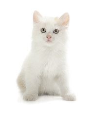 Kurilian Bobtail