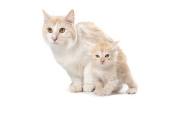 cute adult cat with little kitten isolated over white background