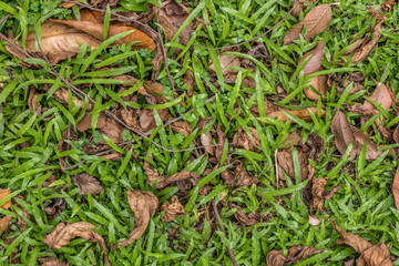 Grass