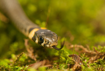 Grass snake