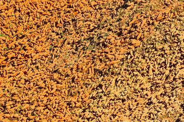 Large Carrot Pile Background