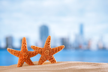 Fototapeta na wymiar starfish with ocean , beach and seascape