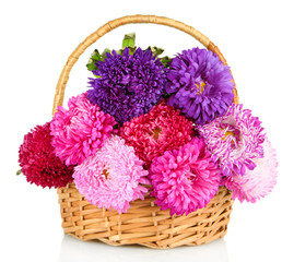 Fototapeta na wymiar Bright aster flowers in basket, isolated on white