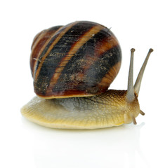 Snail isolated on white