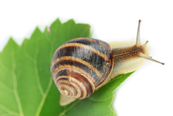 Snail on leaf isolated on white
