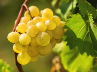 Bunch of ripe white grapes on a vine