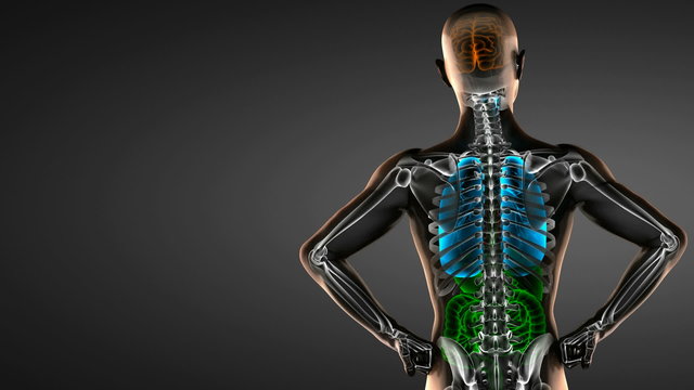 human entrails radiography scan 