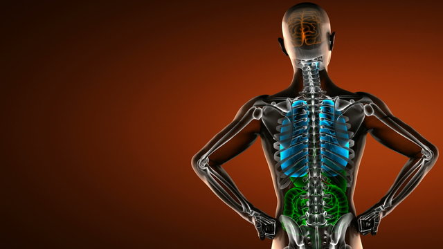 human entrails radiography scan 