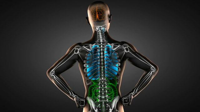 human entrails radiography scan 