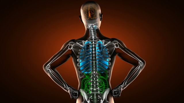 human entrails radiography scan 