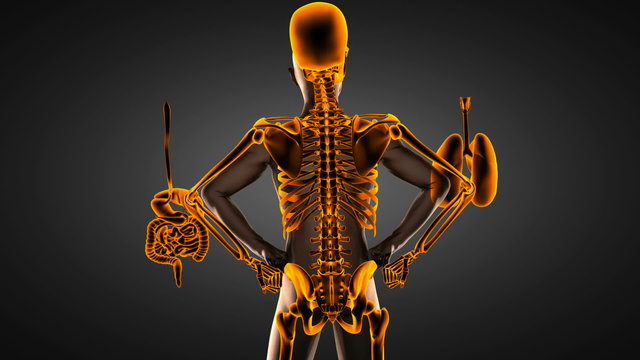 human entrails radiography scan 