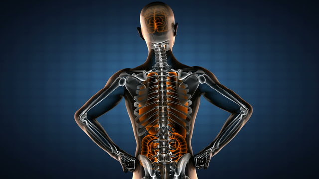 human entrails radiography scan 