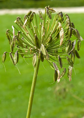 Seeds of Allium.