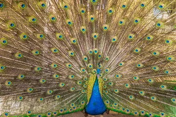 Fotobehang Peacock © derejeb