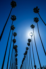 Naklejka premium LA Los Angeles palm trees in a row typical California