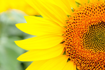 Naklejka premium Image of beautiful sunflowers