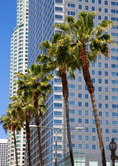 Fototapeta na wymiar LA Downtown Los Angeles Pershing Square palm tress