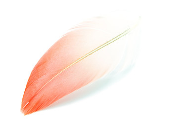 flamingo feather isolated