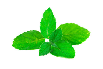 mint leaves