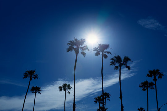 Palm trees in southern California Newport area
