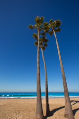 Fototapeta premium Newport beach California palm trees on shore
