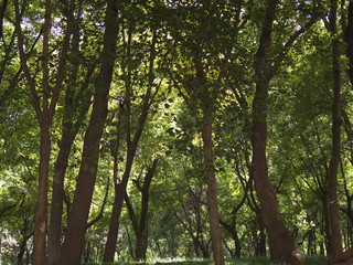 Fototapeta premium Wald in Shanghai