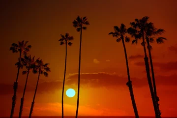 Gordijnen California high palm trees sunset sky silohuette © lunamarina