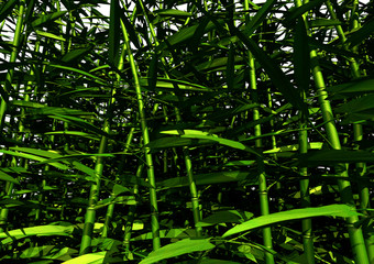 Bambuswald, mittendrin