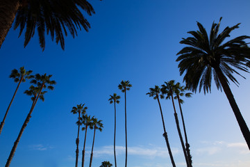 Obraz premium California high palm trees silohuette on blue sky