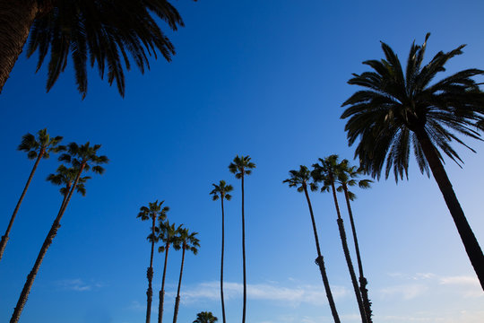 California high palm trees silohuette on blue sky