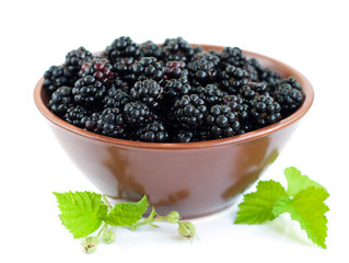 Bowl of Blackberries
