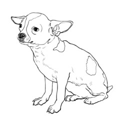 Chihuahua