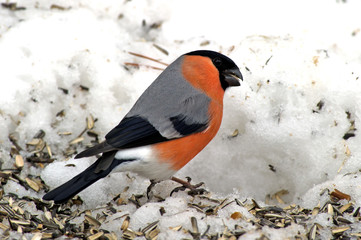 Eurasian Bullfinch (Pyrrhula_pyrrhula)