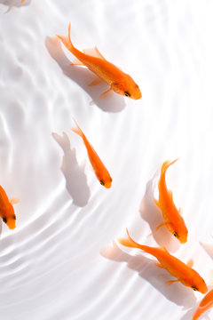 金魚 Images Browse 11 552 Stock Photos Vectors And Video Adobe Stock