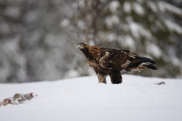 Golden eagle, Aquila chrysaetos