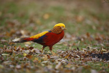 Golden pheasant, Chrysolophus pictus,