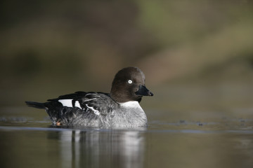 Goldeneye, Bucephala clangula