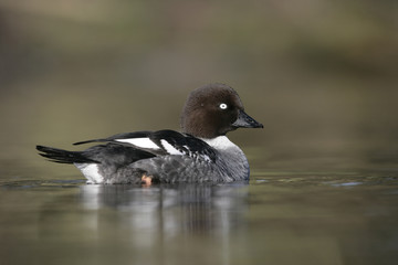 Goldeneye, Bucephala clangula