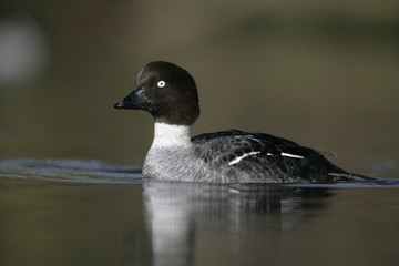 Goldeneye, Bucephala clangula