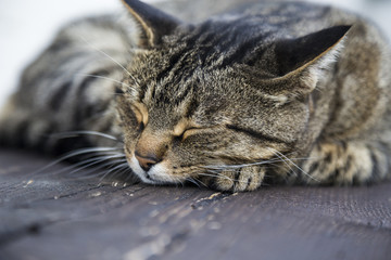 Sleeping cat on a wooden bench
