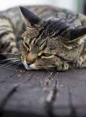 Sleeping cat on a wooden bench