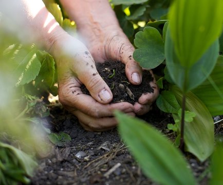 Female hands with soil working in garden