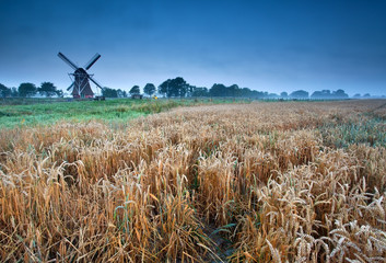 Fototapeta na wymiar wheat field and windmill, Groningen, Holland