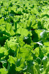 Fototapeta premium Römersalat, h.