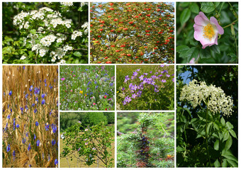 Sommerlandschaft