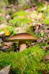 King boletus mushroom